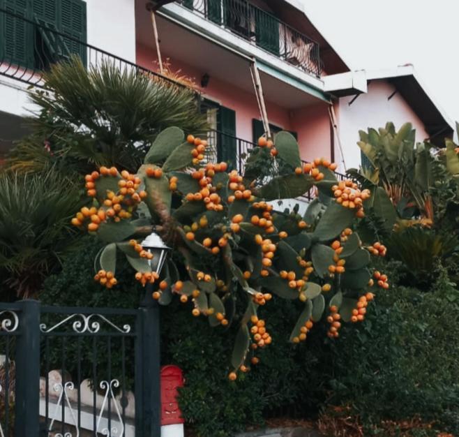Apartamento Giardino Miramare Citra Zero Zero Ottanta Trentuno Lt 0737 Imperia Exterior foto